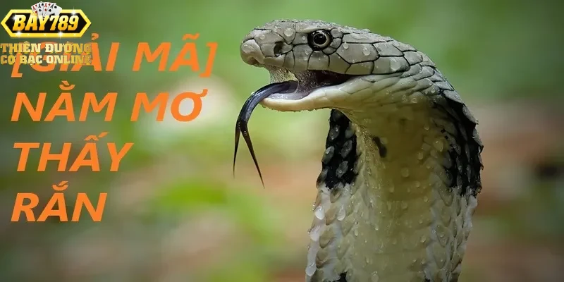 Ứng dụng giấc mơ thấy rắn trong cá cược và xổ số tại Bay789